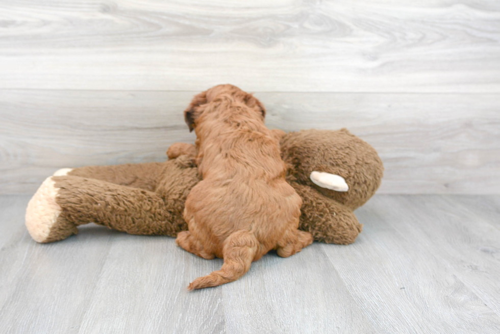 Friendly Mini Goldendoodle Baby