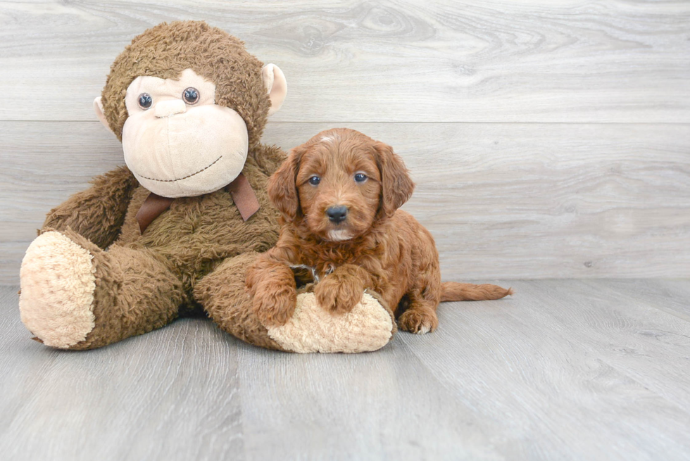 Smart Mini Goldendoodle Poodle Mix Pup