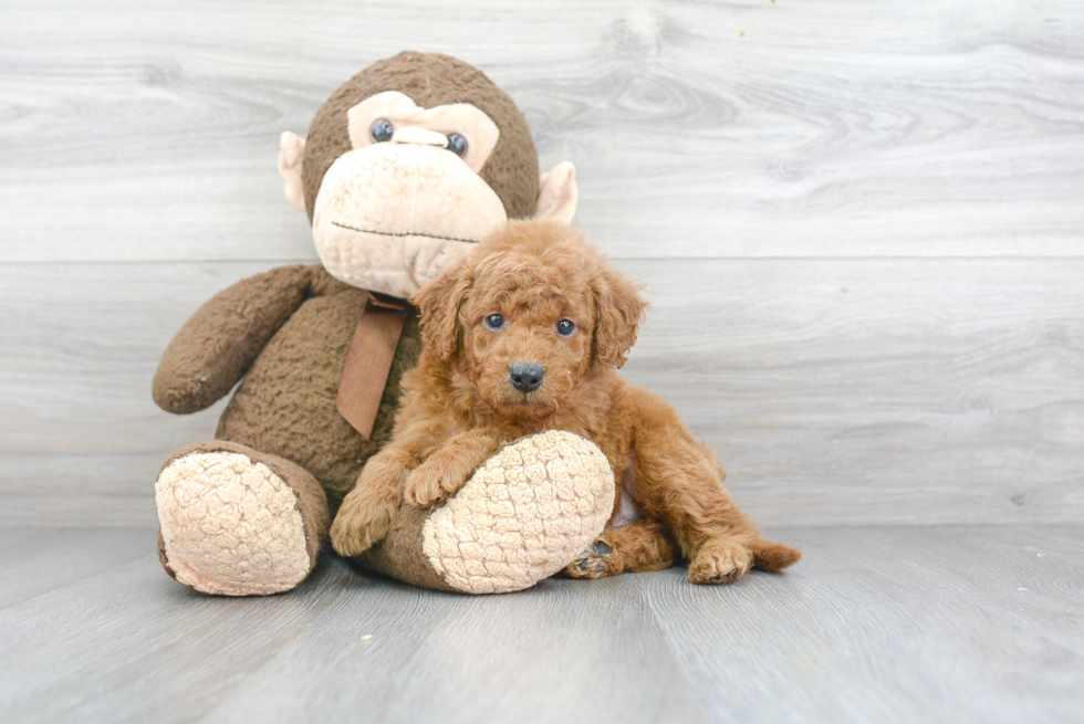 Best Mini Goldendoodle Baby