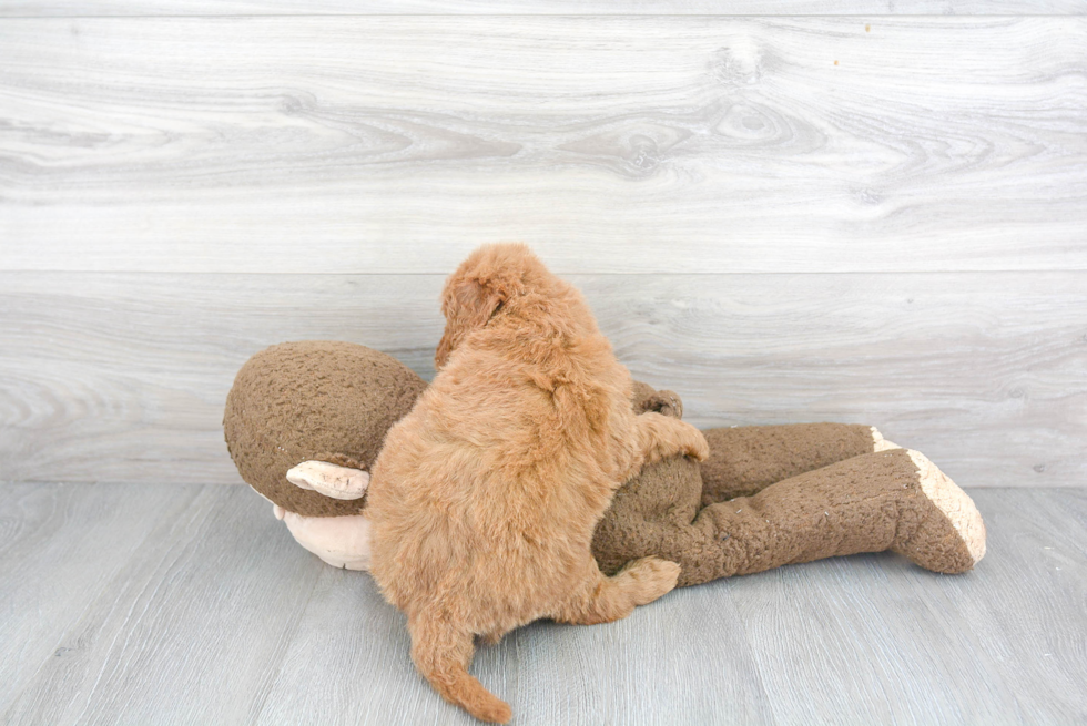 Best Mini Goldendoodle Baby