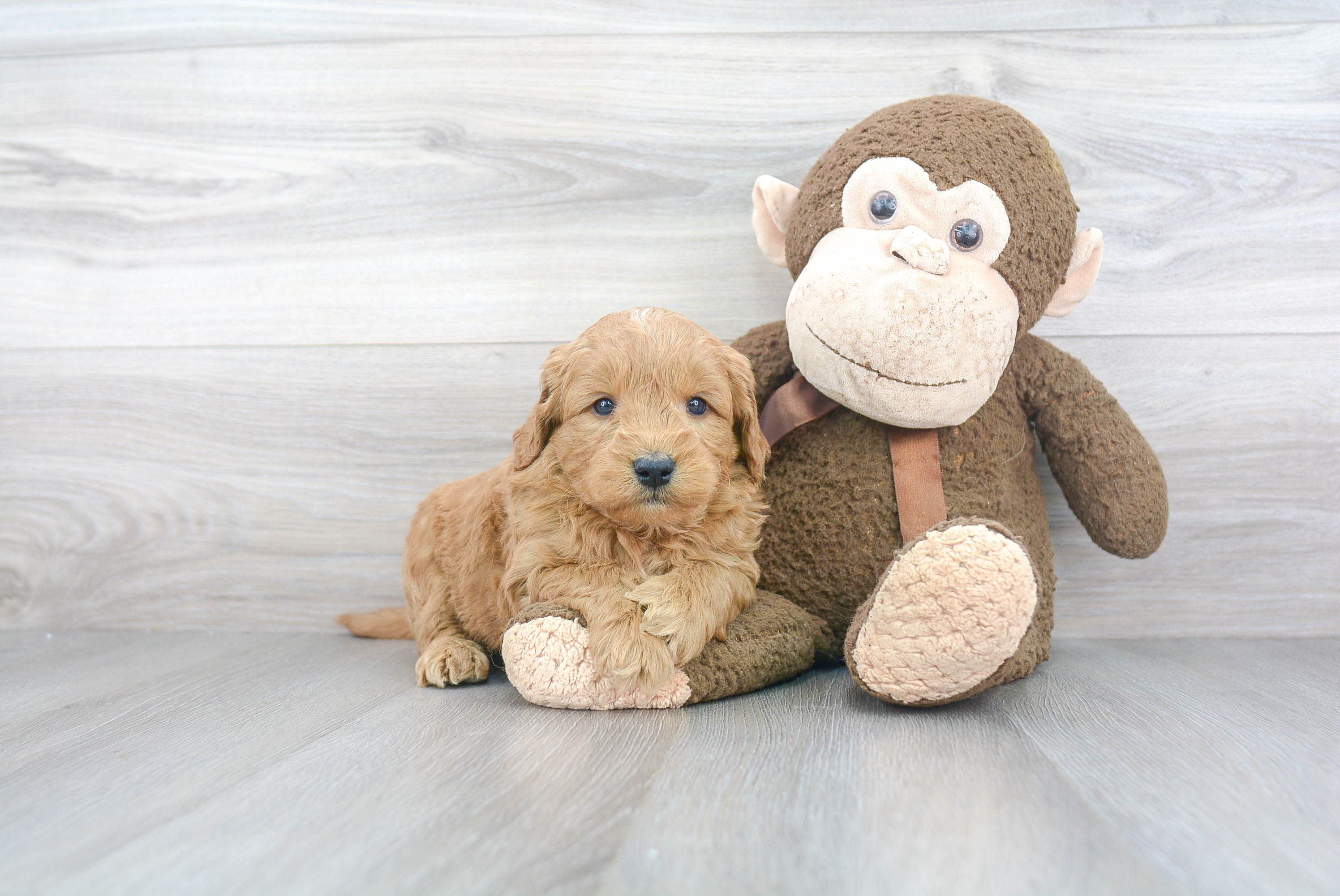 Hypoallergenic Golden Retriever Poodle Mix Puppy