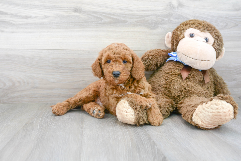 Mini Goldendoodle Puppy for Adoption