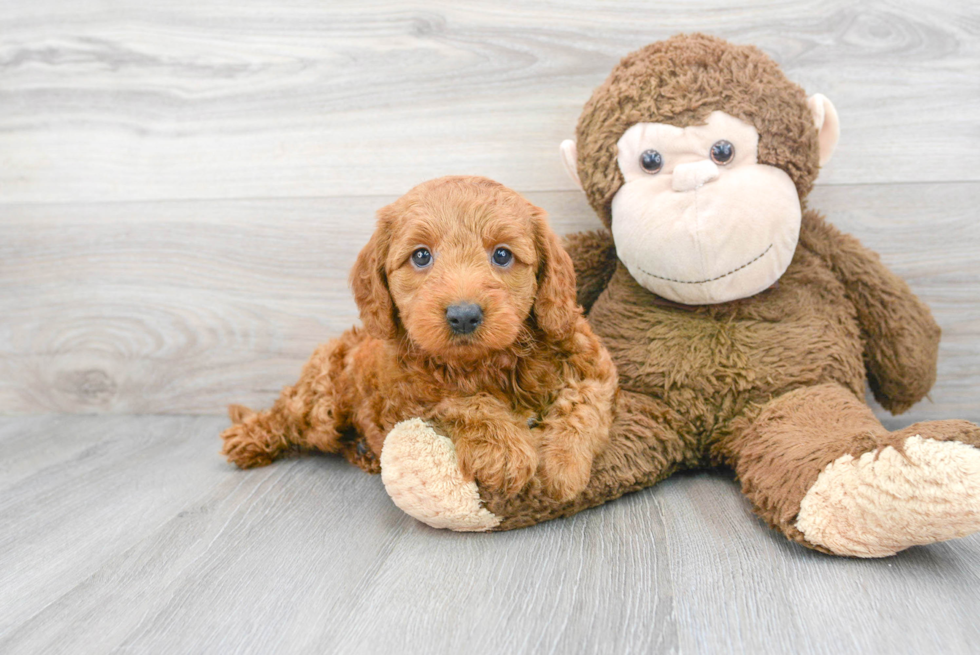 Mini Goldendoodle Puppy for Adoption