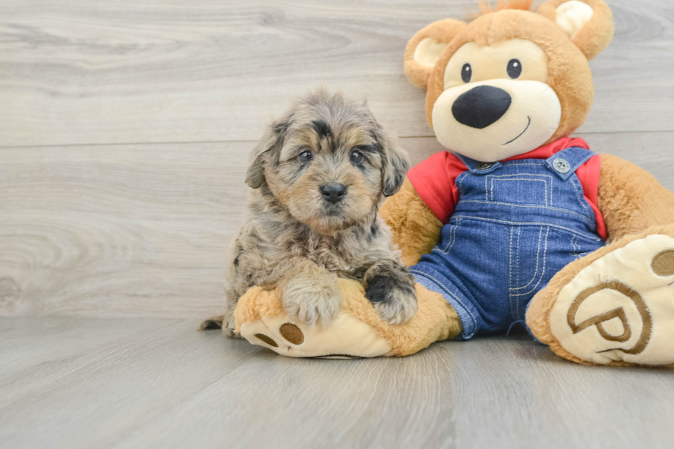 Mini Goldendoodle Puppy for Adoption