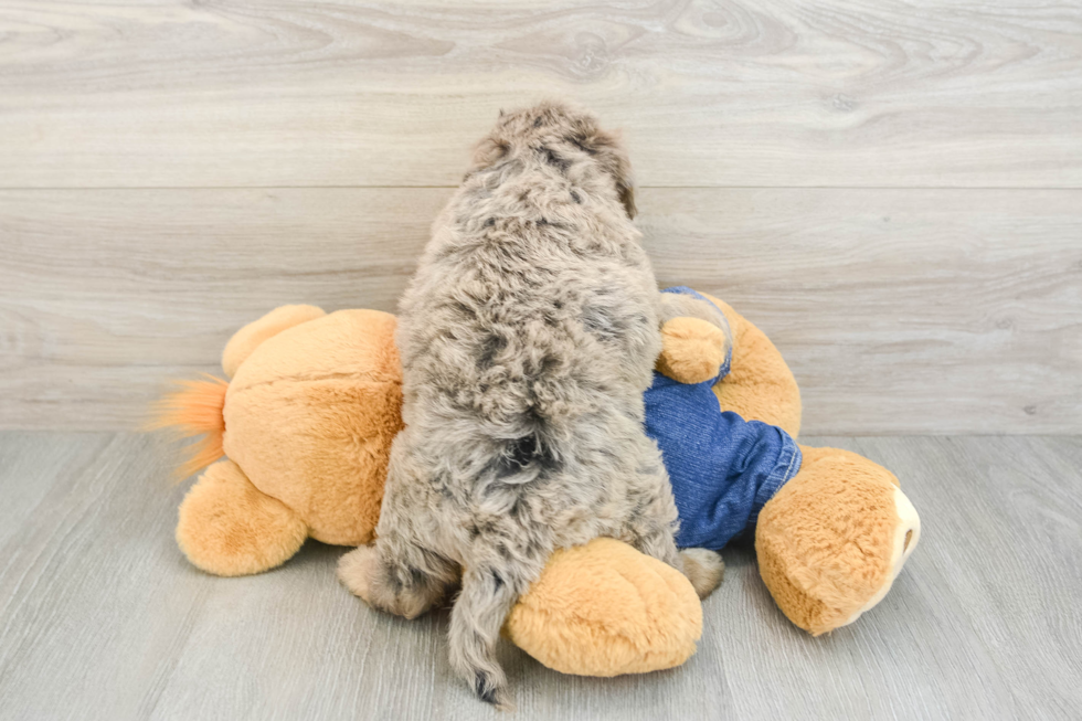Fluffy Mini Goldendoodle Poodle Mix Pup