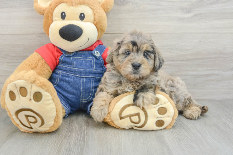 Mini Goldendoodle Puppy for Adoption