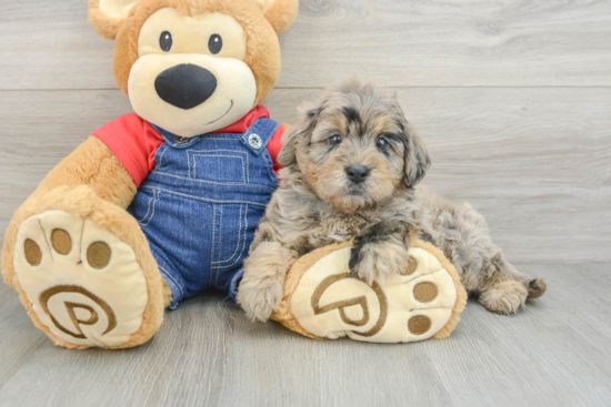 Mini Goldendoodle Puppy for Adoption