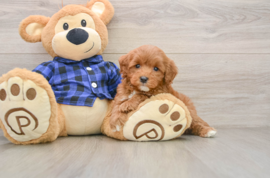 JAX, a Mini Goldendoodle littermate