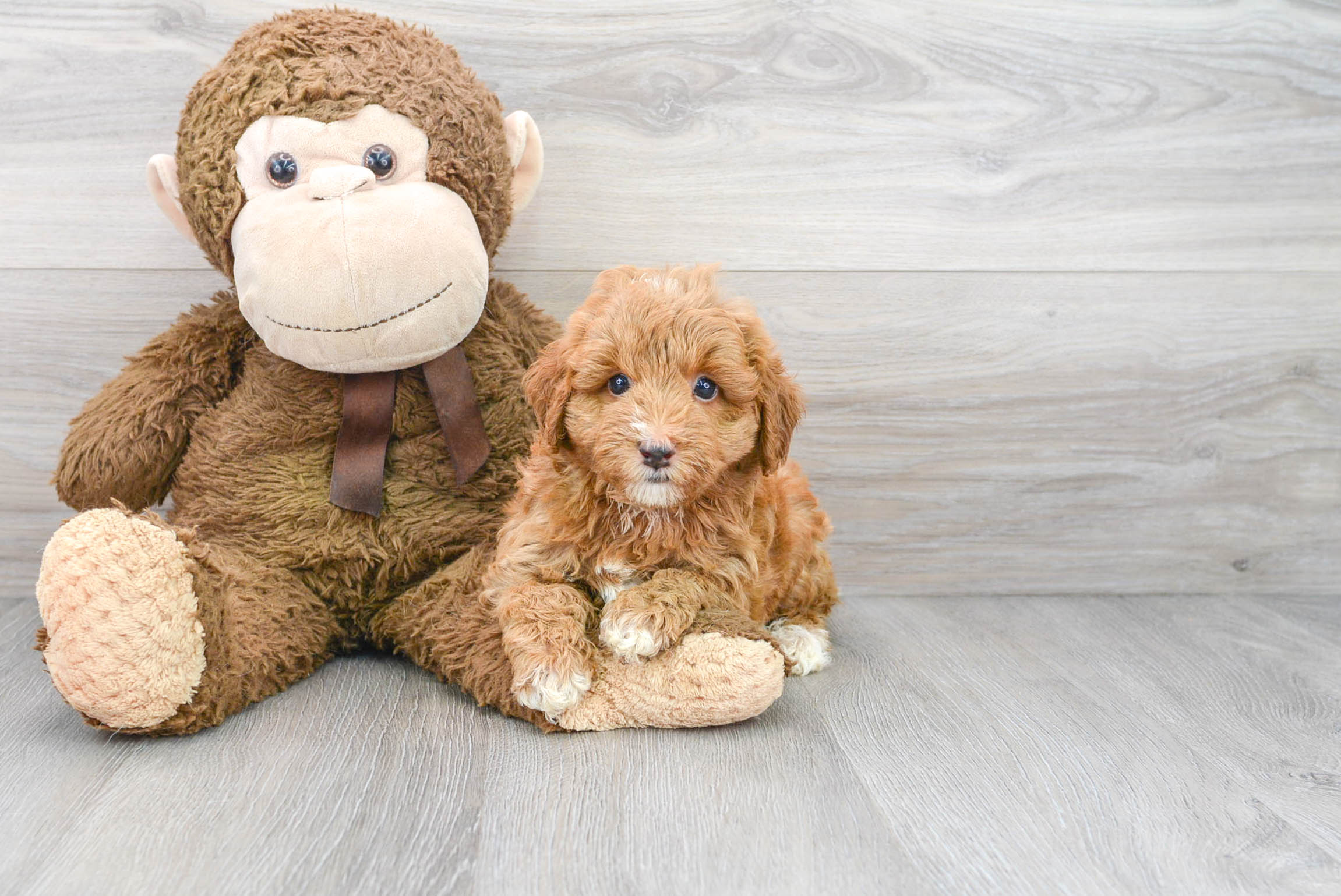 Smart Mini Goldendoodle Poodle Mix Pup