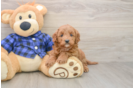 Small Mini Goldendoodle Baby