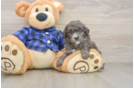 Playful Mini Groodle Poodle Mix Puppy