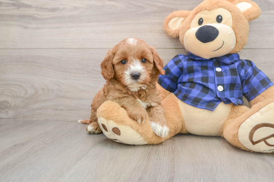 JESSA, a Mini Goldendoodle littermate