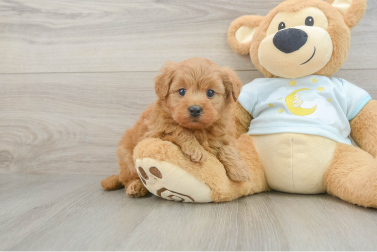 Smart Mini Goldendoodle Poodle Mix Pup