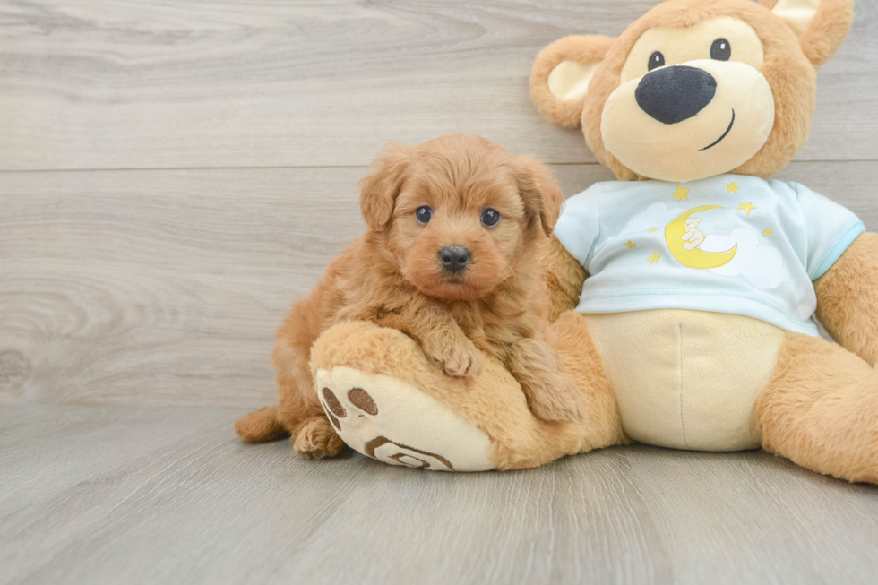 Smart Mini Goldendoodle Poodle Mix Pup