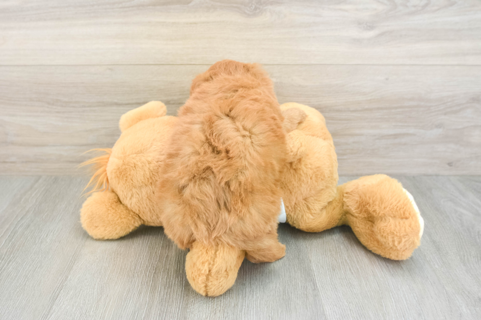 Happy Mini Goldendoodle Baby