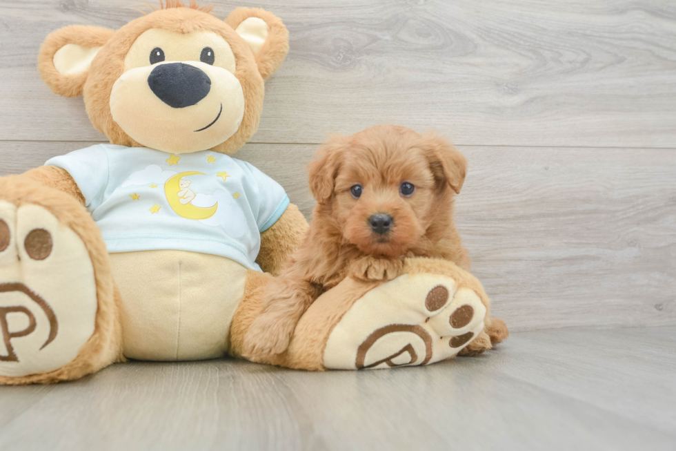 Mini Goldendoodle Puppy for Adoption