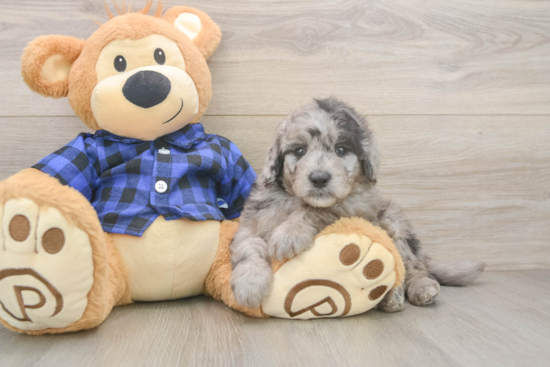 Little Mini Goldenpoo Poodle Mix Puppy