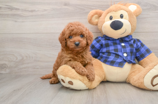JIMMY, a Mini Goldendoodle littermate
