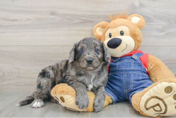Friendly Mini Goldendoodle Baby