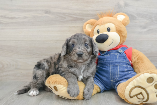 Friendly Mini Goldendoodle Baby