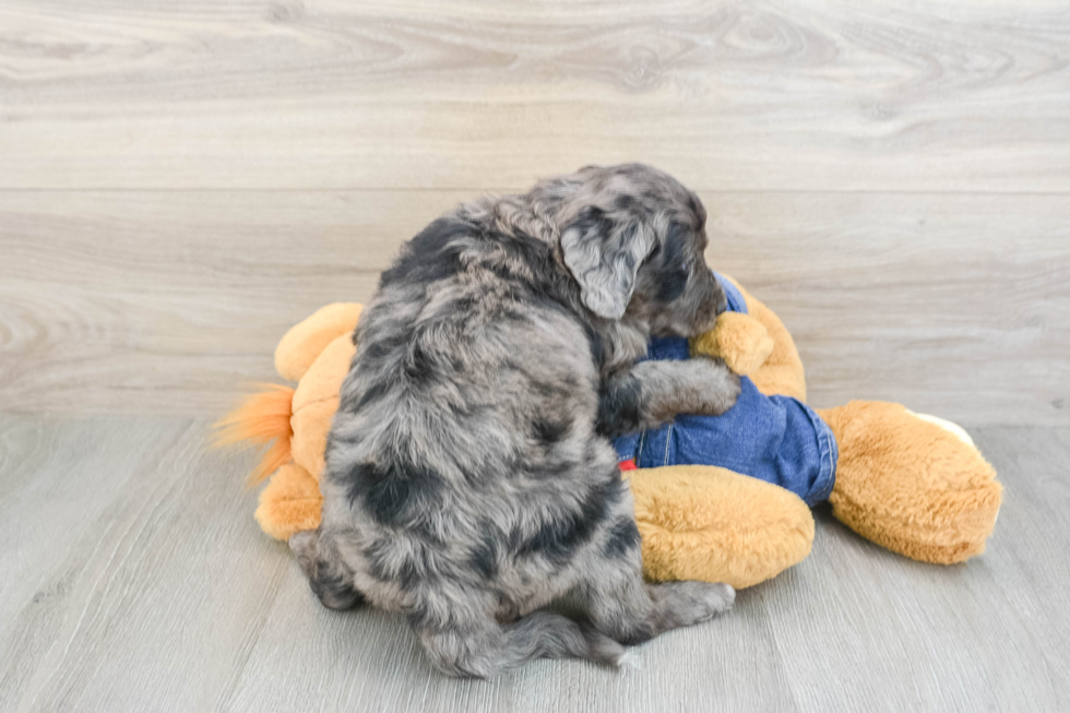 Mini Goldendoodle Pup Being Cute
