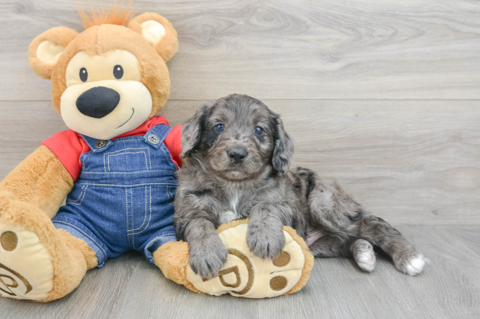 Mini Goldendoodle Puppy for Adoption