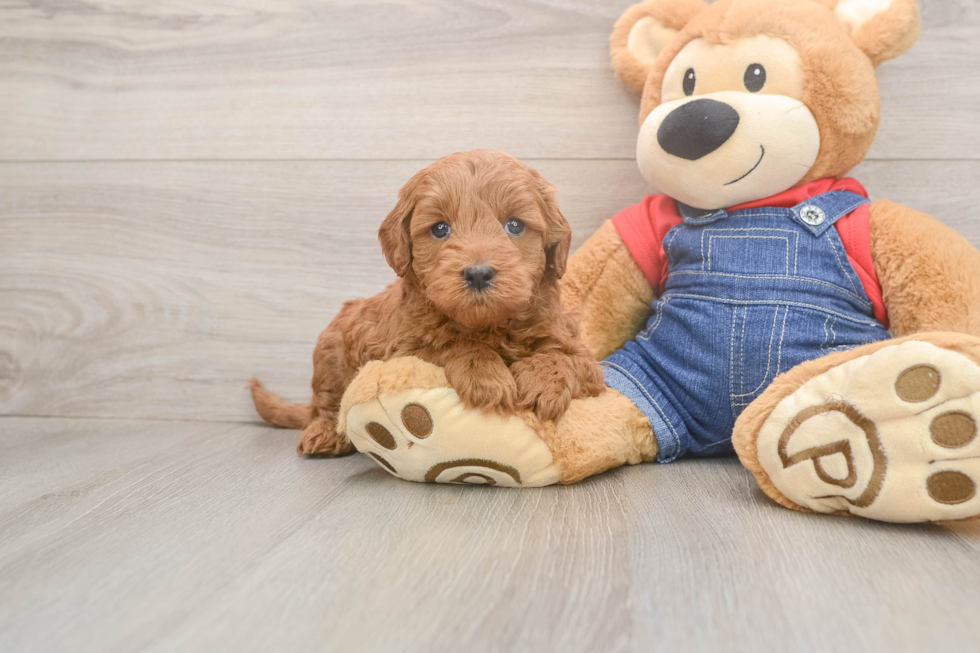 Best Mini Goldendoodle Baby