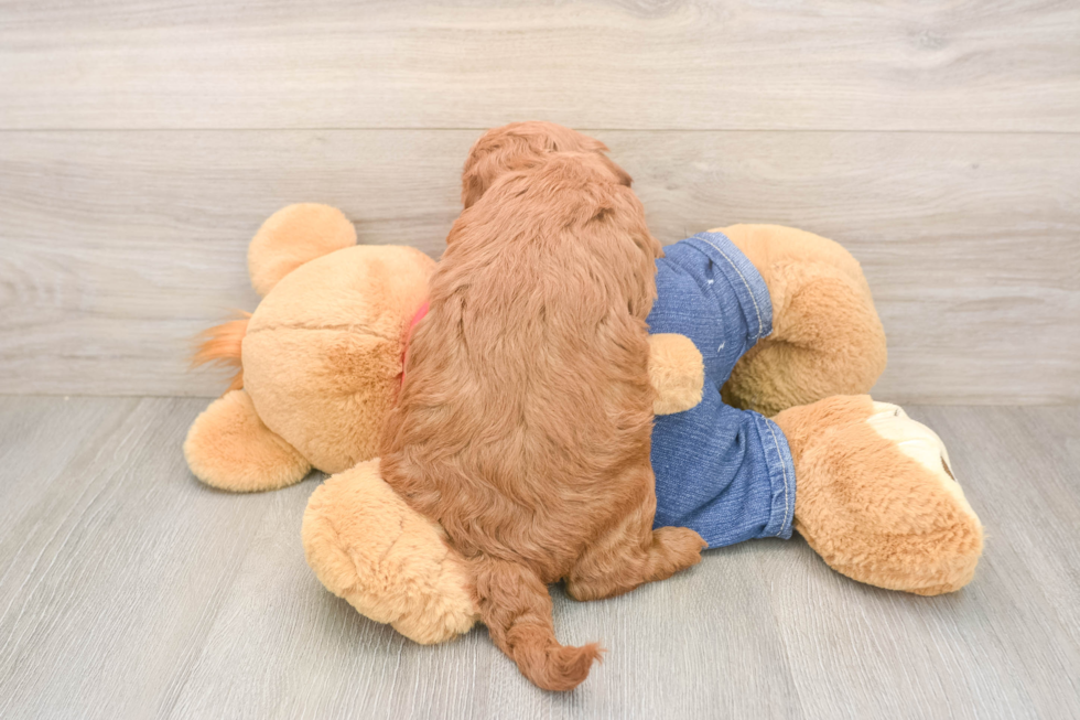 Smart Mini Goldendoodle Poodle Mix Pup