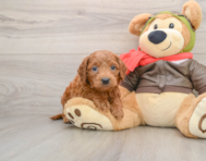 6 week old Mini Goldendoodle Puppy For Sale - Premier Pups