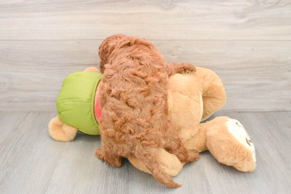 Smart Mini Goldendoodle Poodle Mix Pup