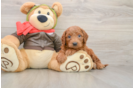 Mini Goldendoodle Puppy for Adoption