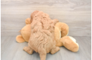 Mini Goldendoodle Puppy for Adoption