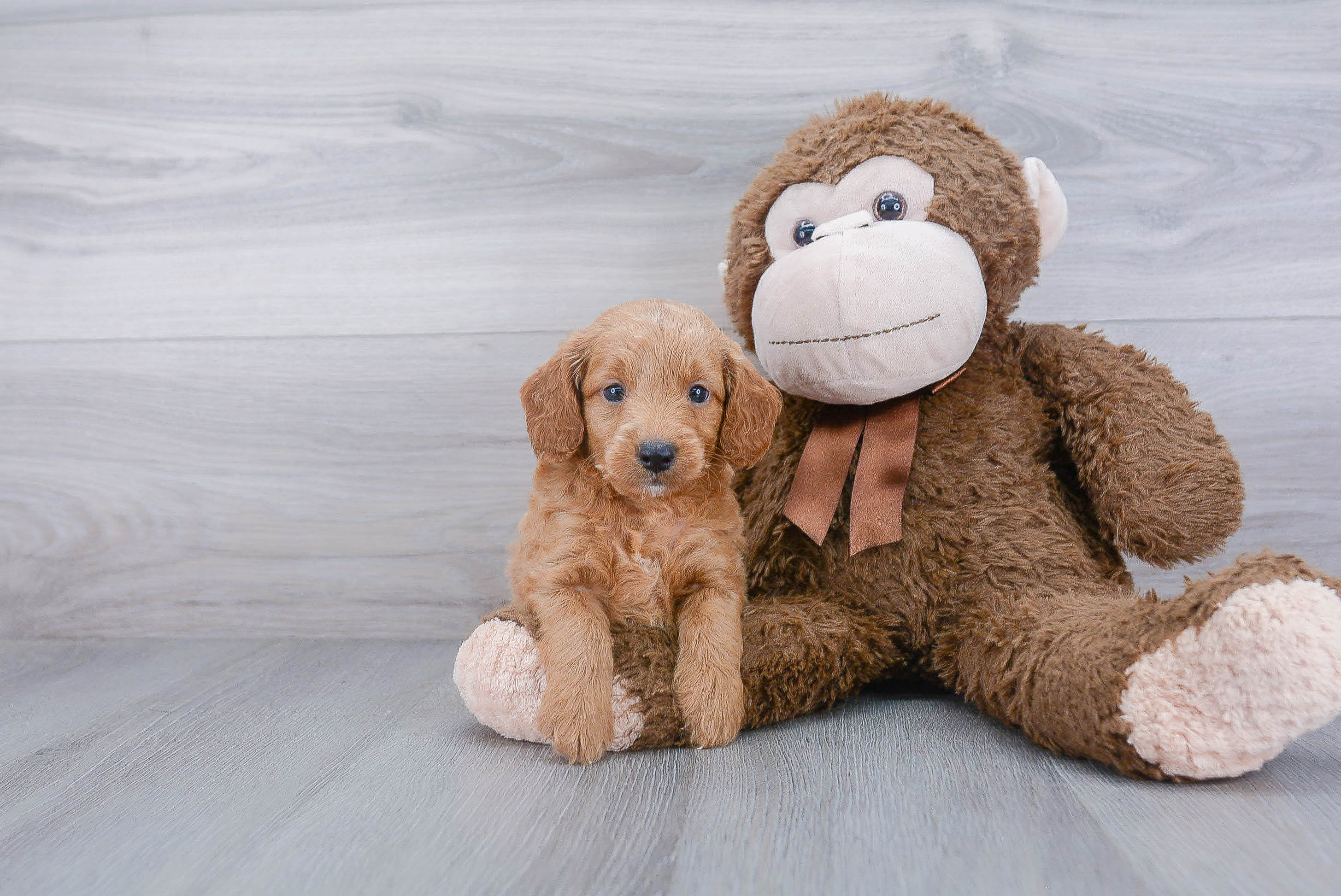 Cute Mini Goldendoodle Baby