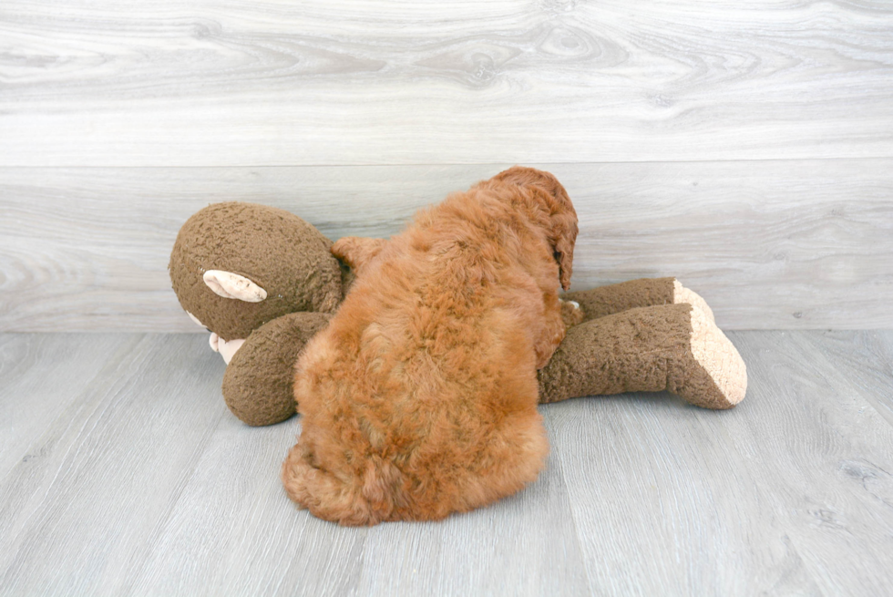 Cute Mini Goldendoodle Baby