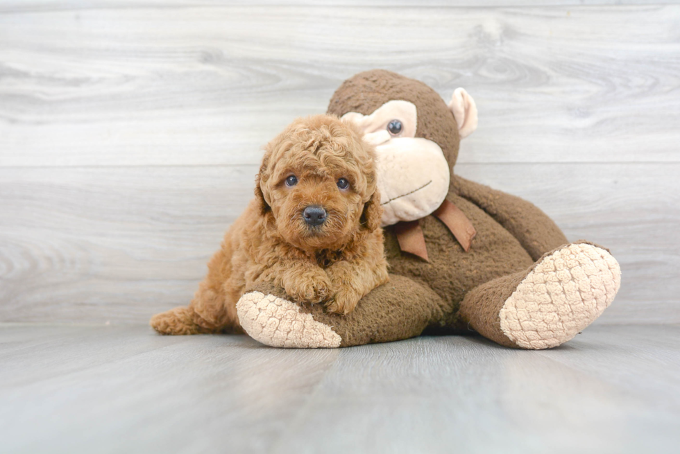 Popular Mini Goldendoodle Poodle Mix Pup