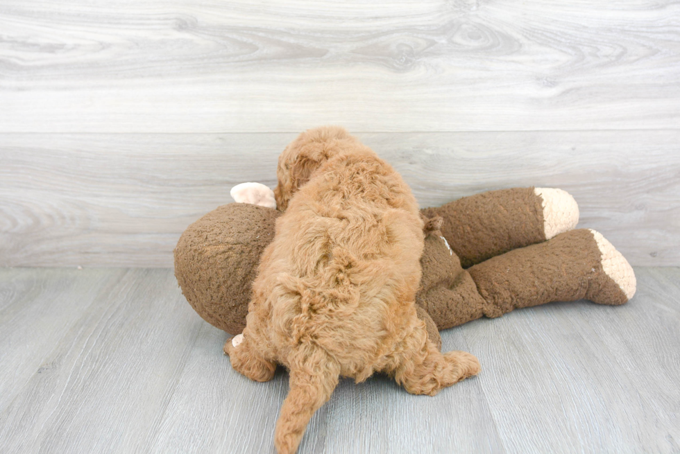 Hypoallergenic Golden Retriever Poodle Mix Puppy
