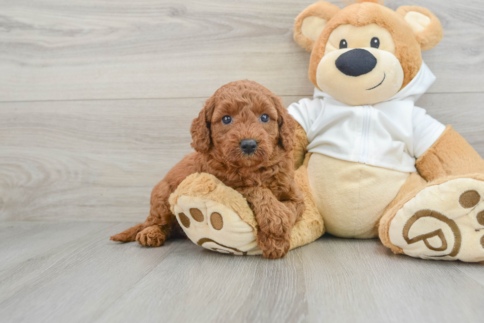 Mini Goldendoodle Puppy for Adoption