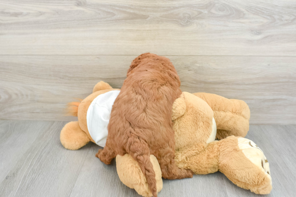Mini Goldendoodle Pup Being Cute