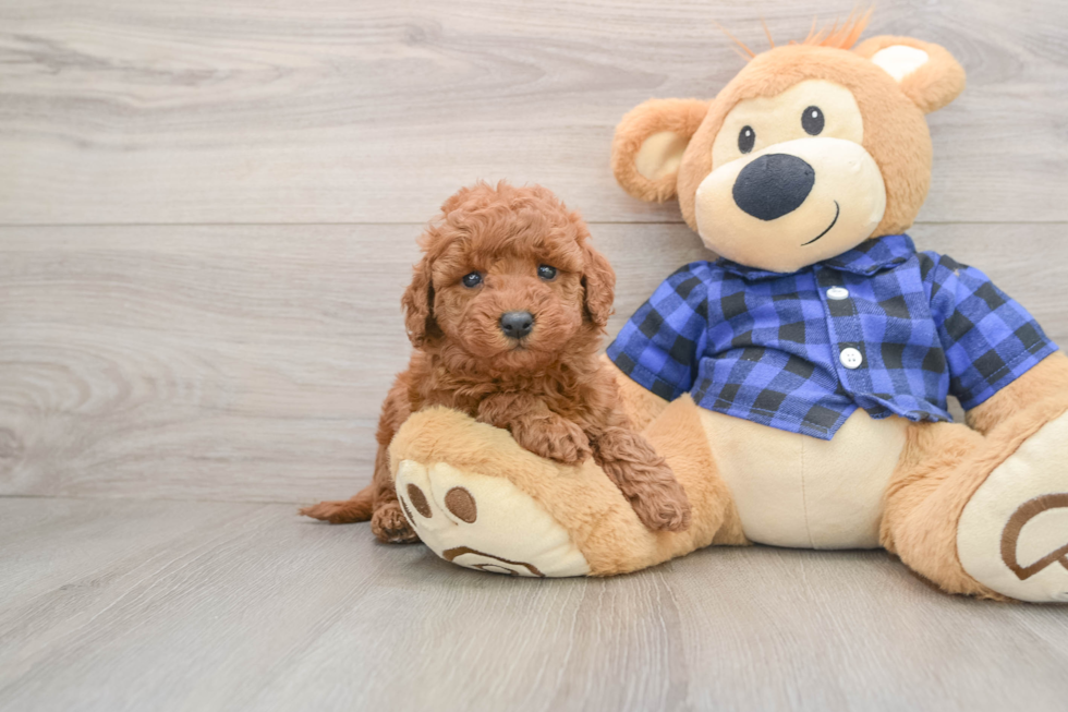 Petite Mini Goldendoodle Poodle Mix Pup