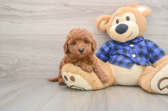 Petite Mini Goldendoodle Poodle Mix Pup