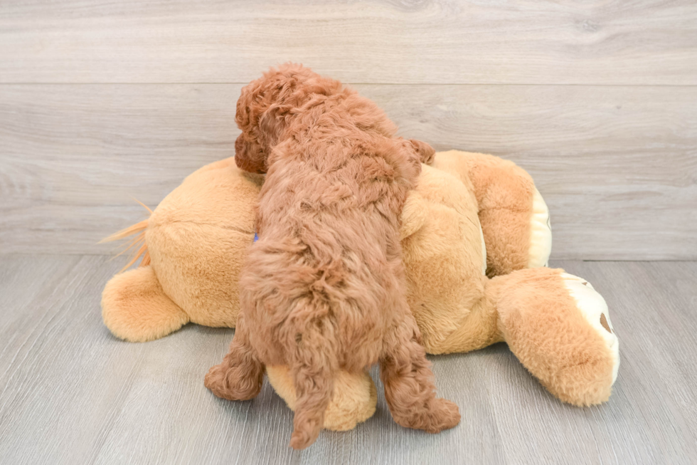 Small Mini Goldendoodle Baby