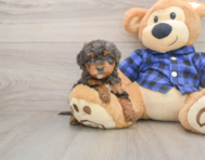 7 week old Mini Goldendoodle Puppy For Sale - Premier Pups
