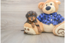 Energetic Golden Doodle Poodle Mix Puppy
