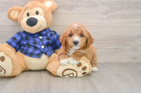 JUDITH, a Mini Goldendoodle littermate