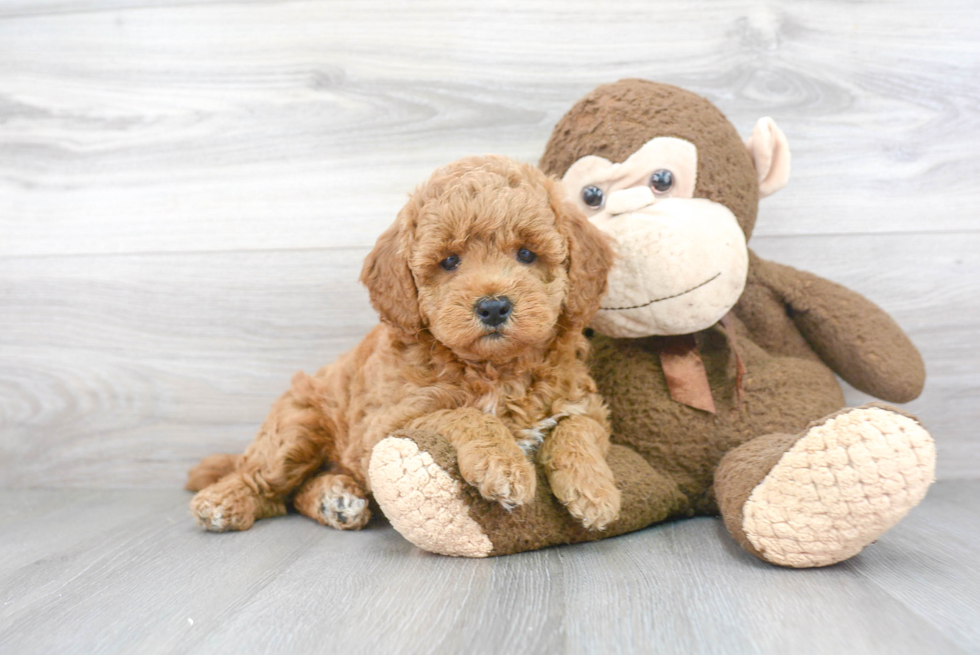 Little Golden Retriever Poodle Mix Puppy