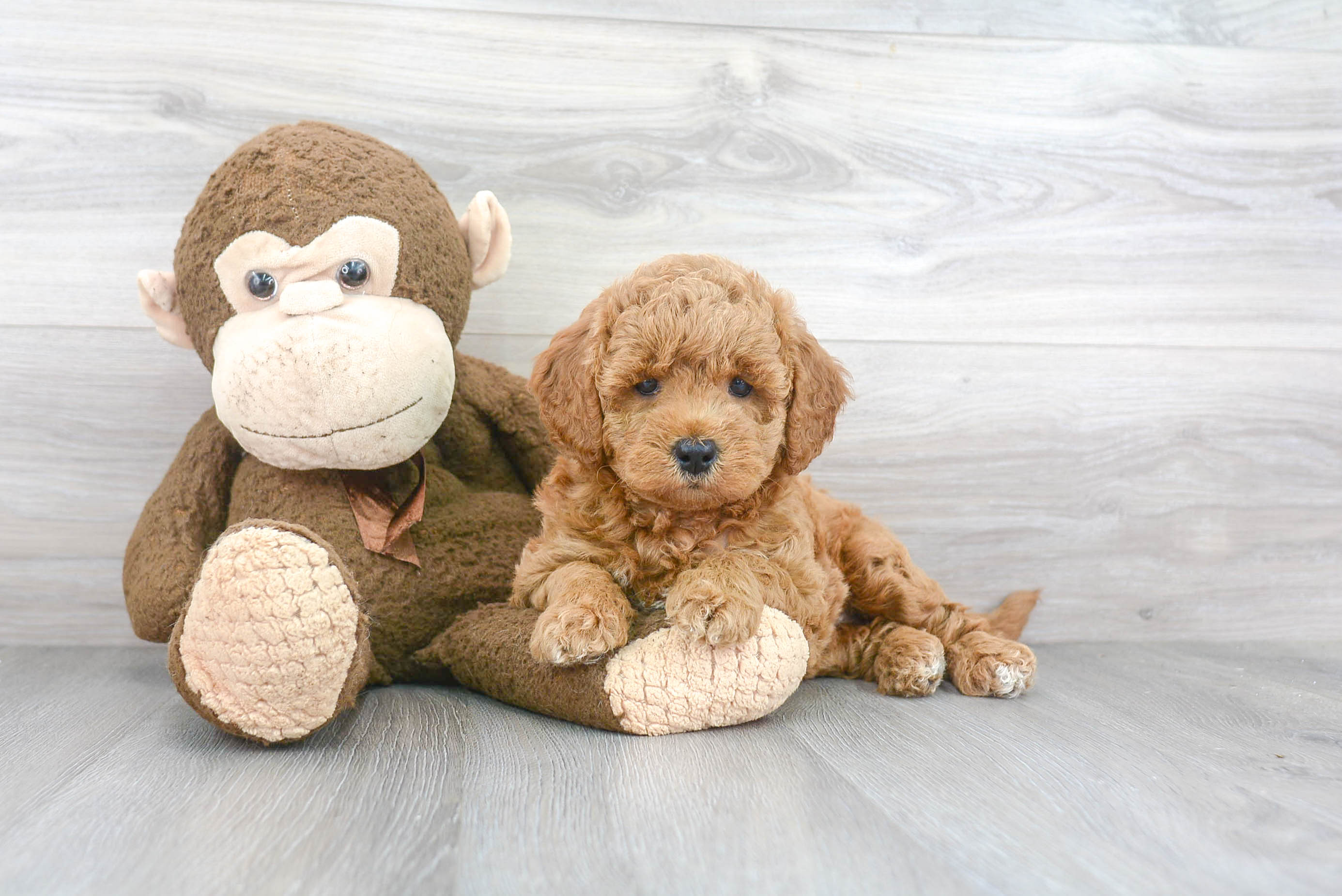 Sweet Mini Goldendoodle Baby