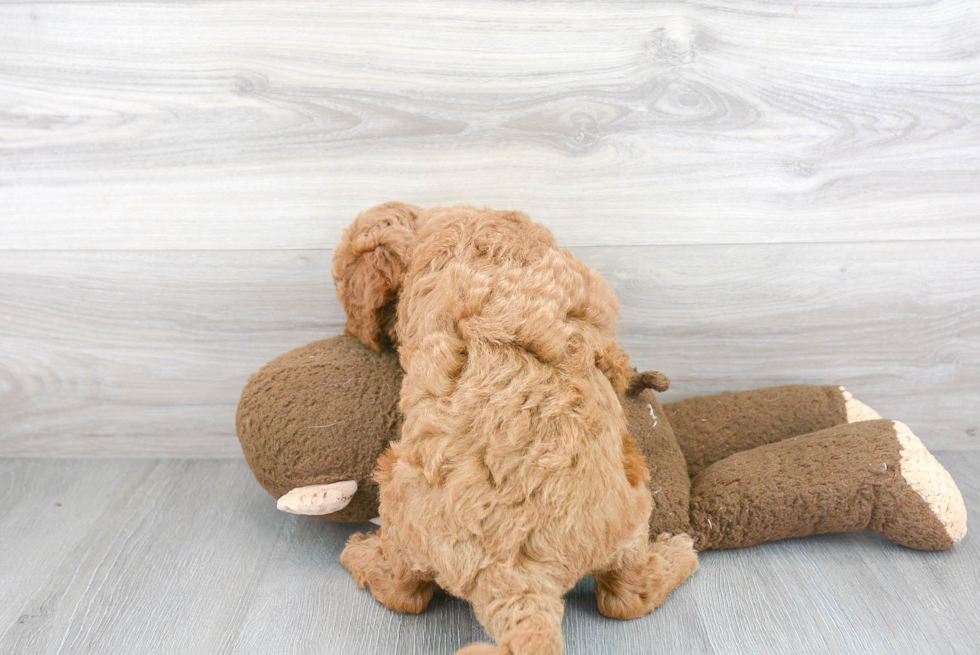 Small Mini Goldendoodle Baby