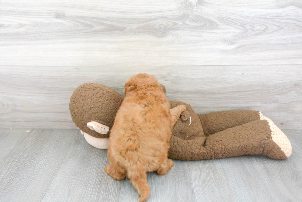 Best Mini Goldendoodle Baby