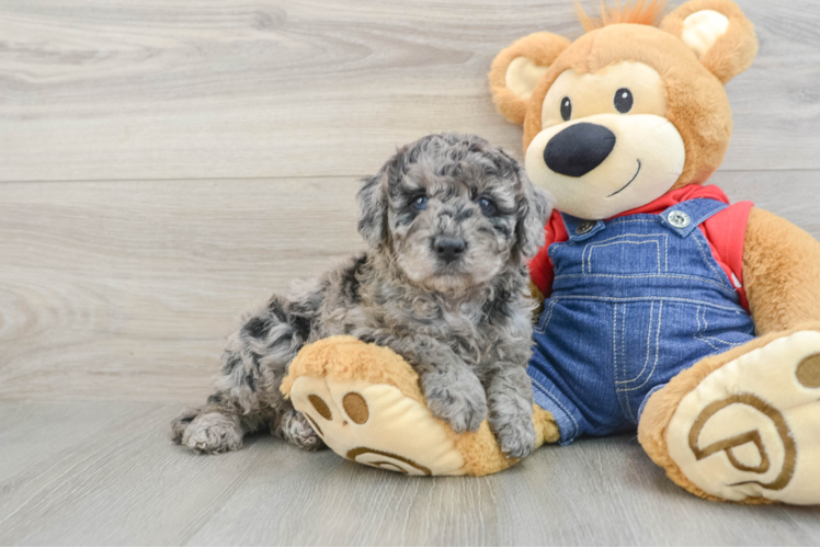 Best Mini Goldendoodle Baby