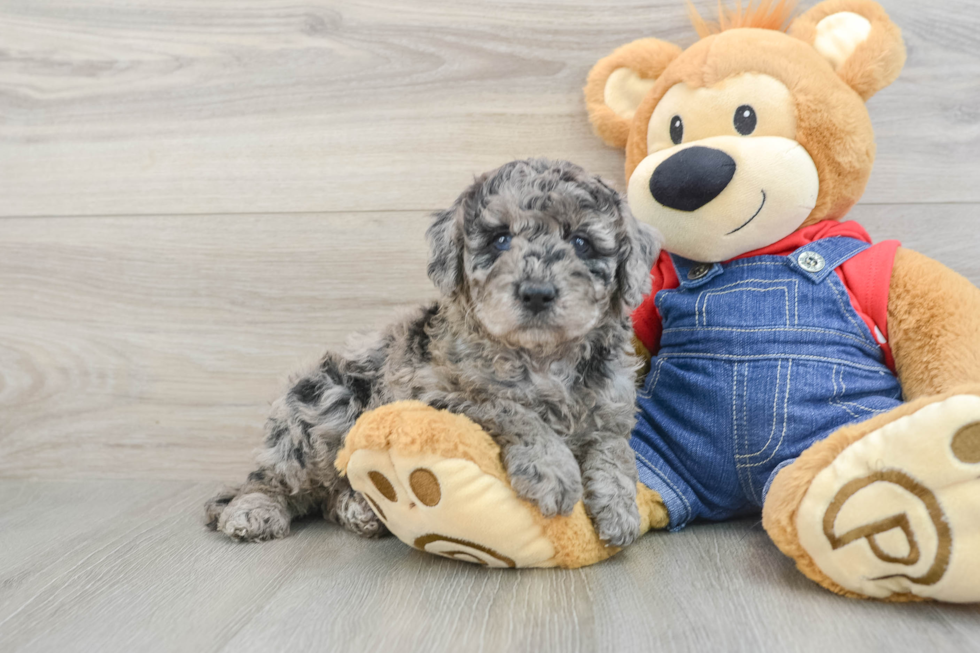 Best Mini Goldendoodle Baby